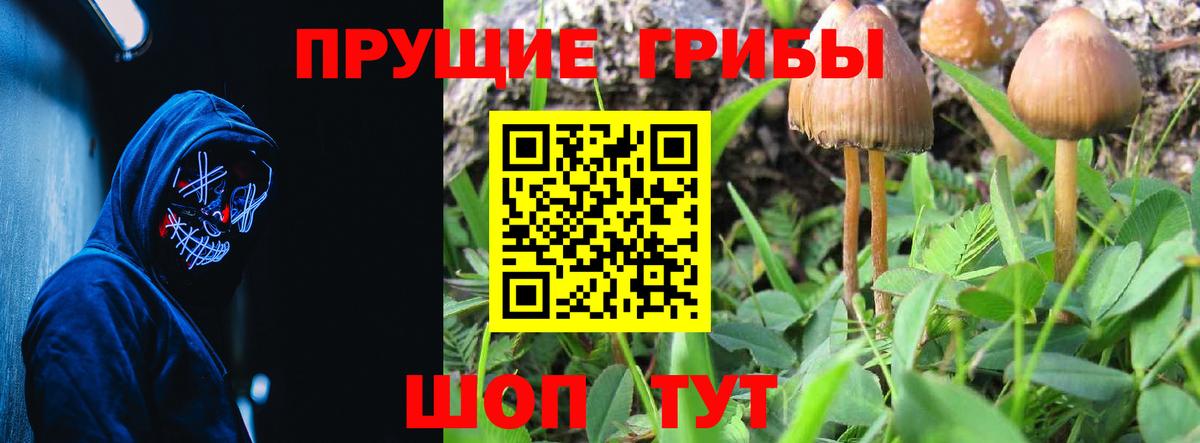Галлюциногенные грибы Cubensis Курчалой